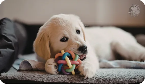 szczeniak golden retrivera gryzący zabawkę na swoim legowisku